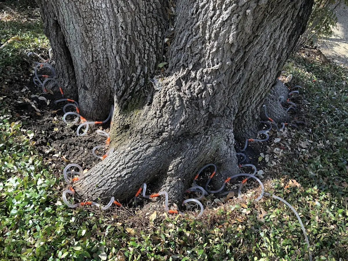 Detailed Tree Cabling and Bracing job site in Ellenburg Center