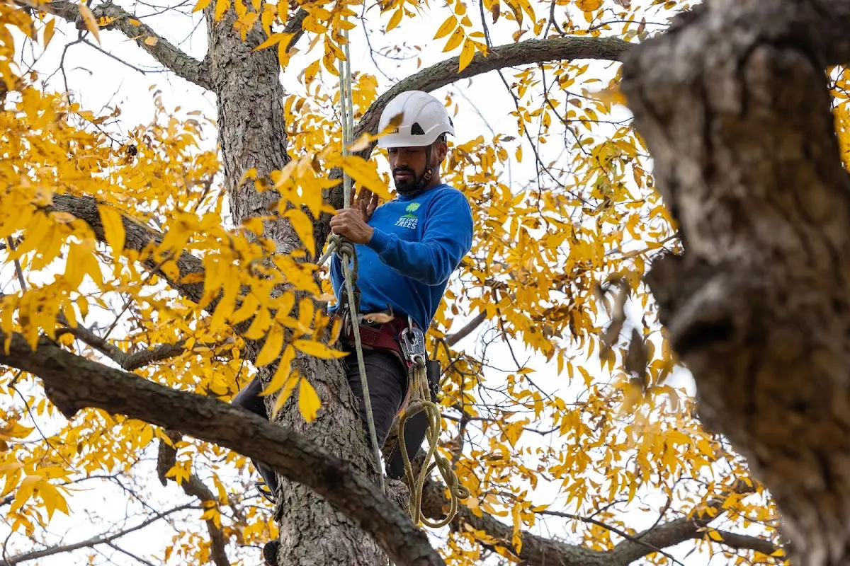 Skilled Tree Transplanting crew working in Ellenburg Center